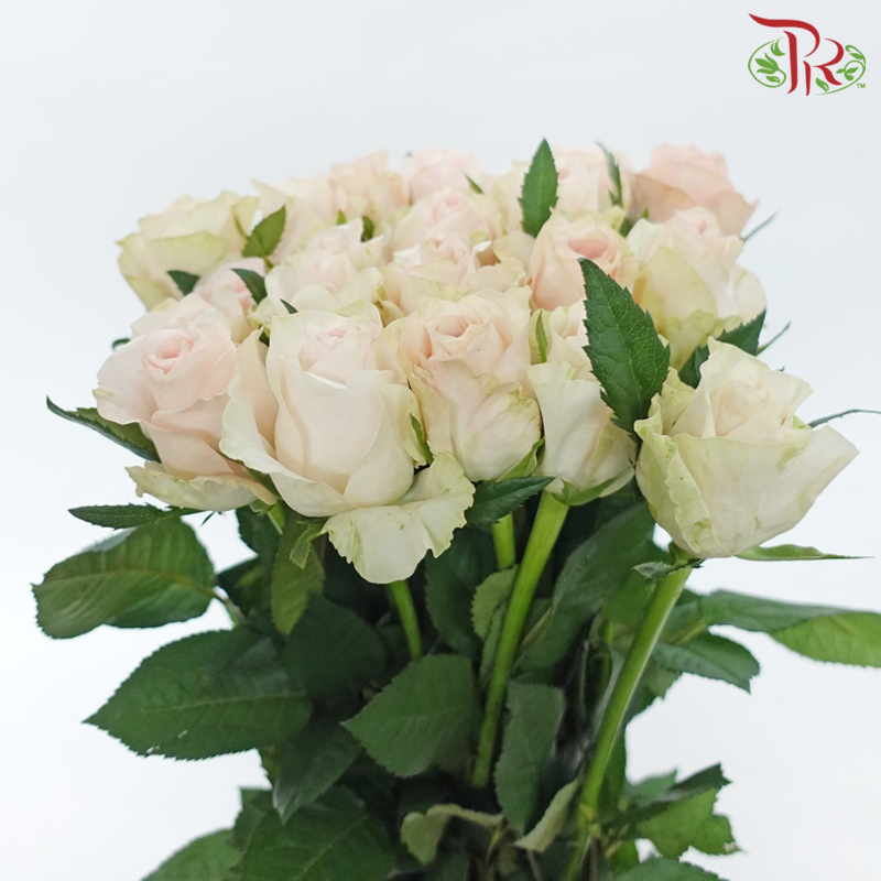 Rose - Pisces (10 Stems)-Pisces-China-prflorist.com.my