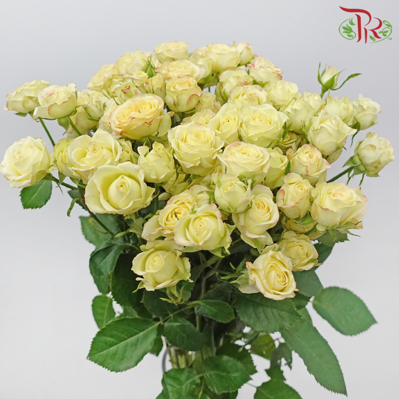 Rose Spray - Mei Ling (Per Bunch)-Champagne-China-prflorist.com.my