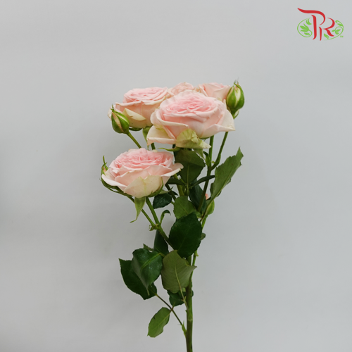 Rose Spray - Prana (10 Stems)-Pink-Kenya-prflorist.com.my