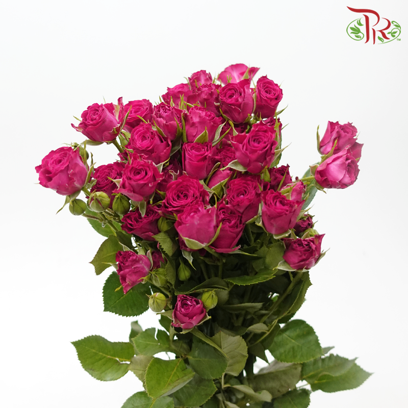 Rose Spray - Quincy (10 Stems)-Dark Cherry Pink-Kenya-prflorist.com.my