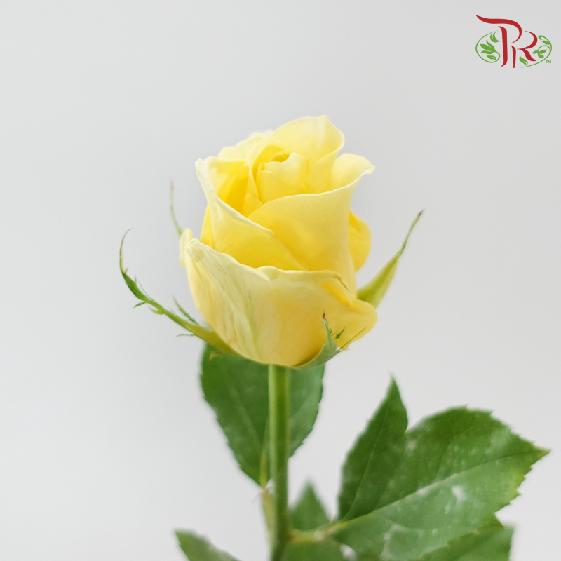 Rose - Yellow (10 Stems)-Yellow-Malaysia-prflorist.com.my