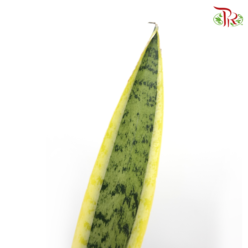 Sansevieria Laurentii《金边虎尾兰》