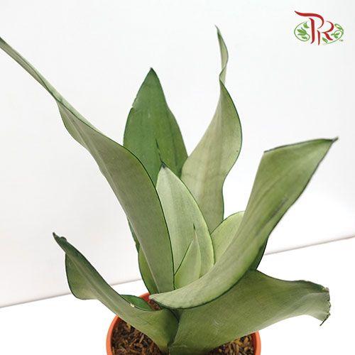 Sansevieria Moonshine《月光虎尾兰》