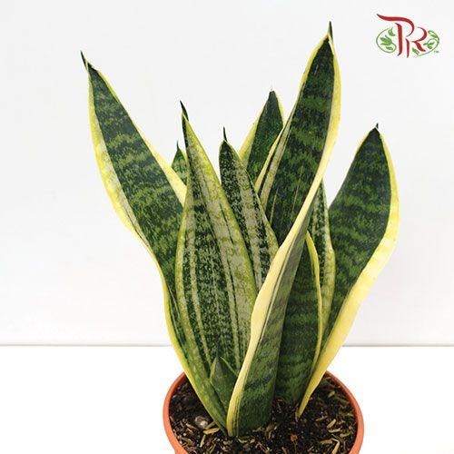 Sansevieria Superba P90《虎尾兰》