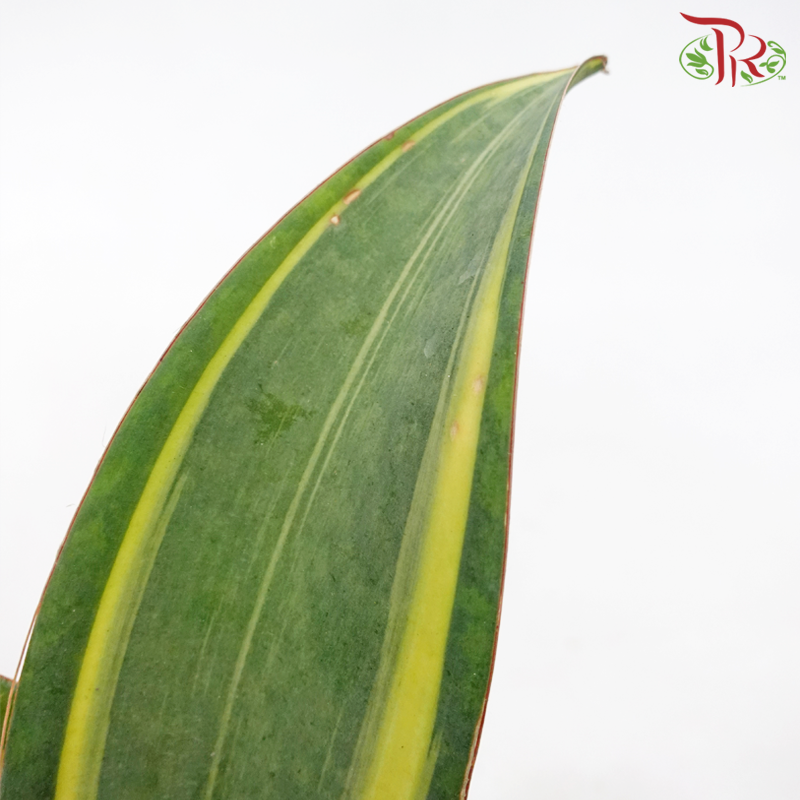 Sansevieria Whale Fin《鲸鱼鳍虎尾兰》-Pudu Ria Florist-prflorist.com.my