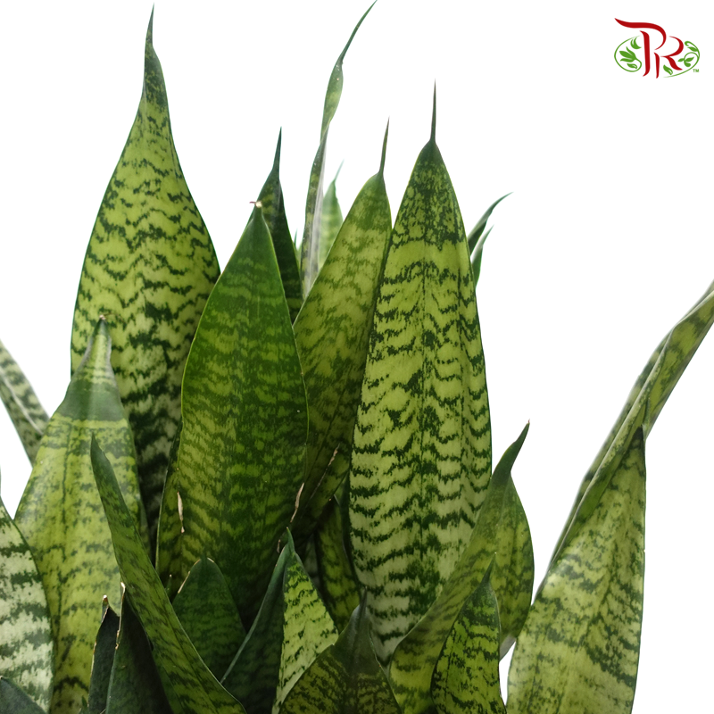 Sansevieria Zeylanica 《短版虎尾兰》