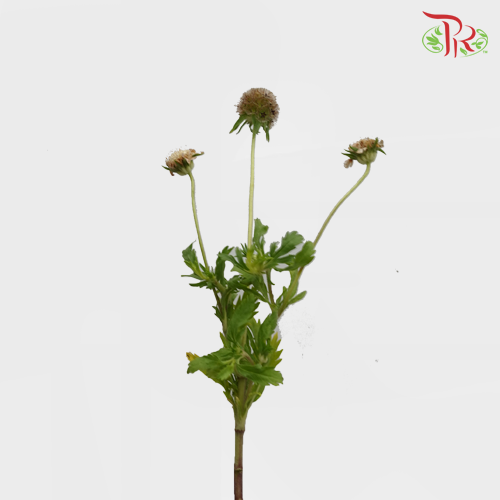 Scabiosa - Brown (10 Stems)-Brown-Netherland-prflorist.com.my