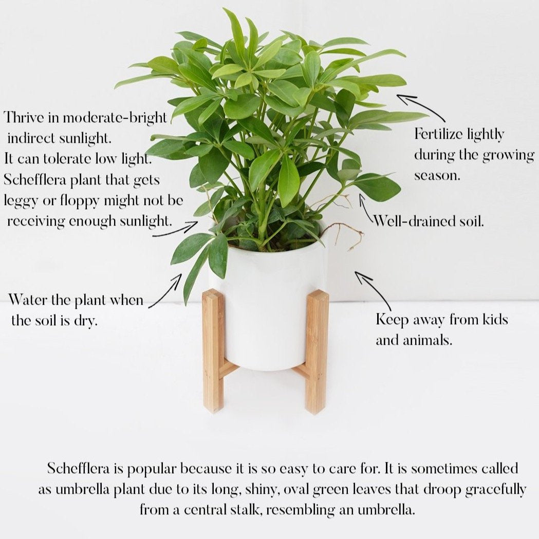 Schefflera 《鸭脚树》