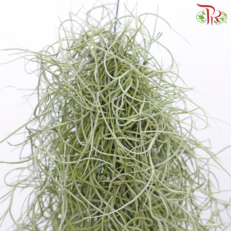 Spanish Moss (Air Plant)《松蘿空气凤梨》