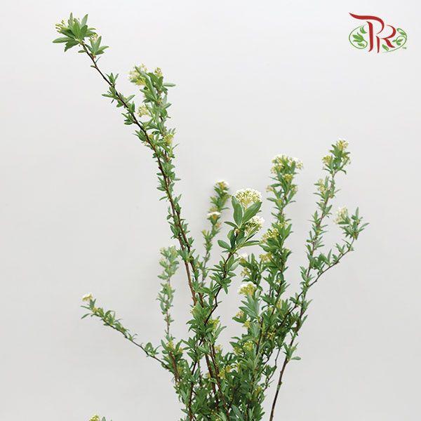 Spiraea Flower Double《绣线菊》