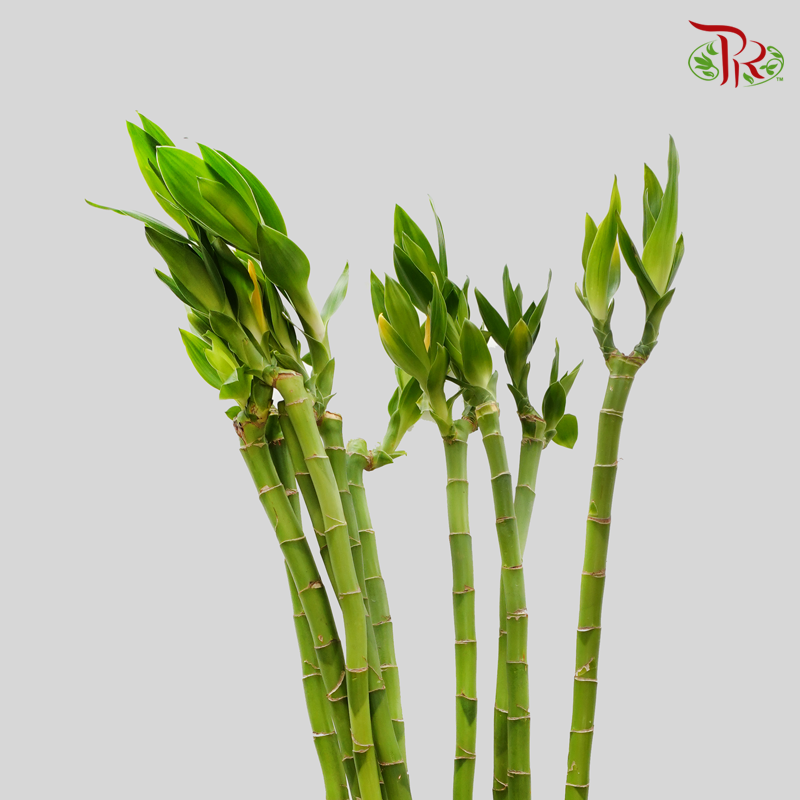 Straight Bamboo 直竹 (10 Stems) - (With Size Option)