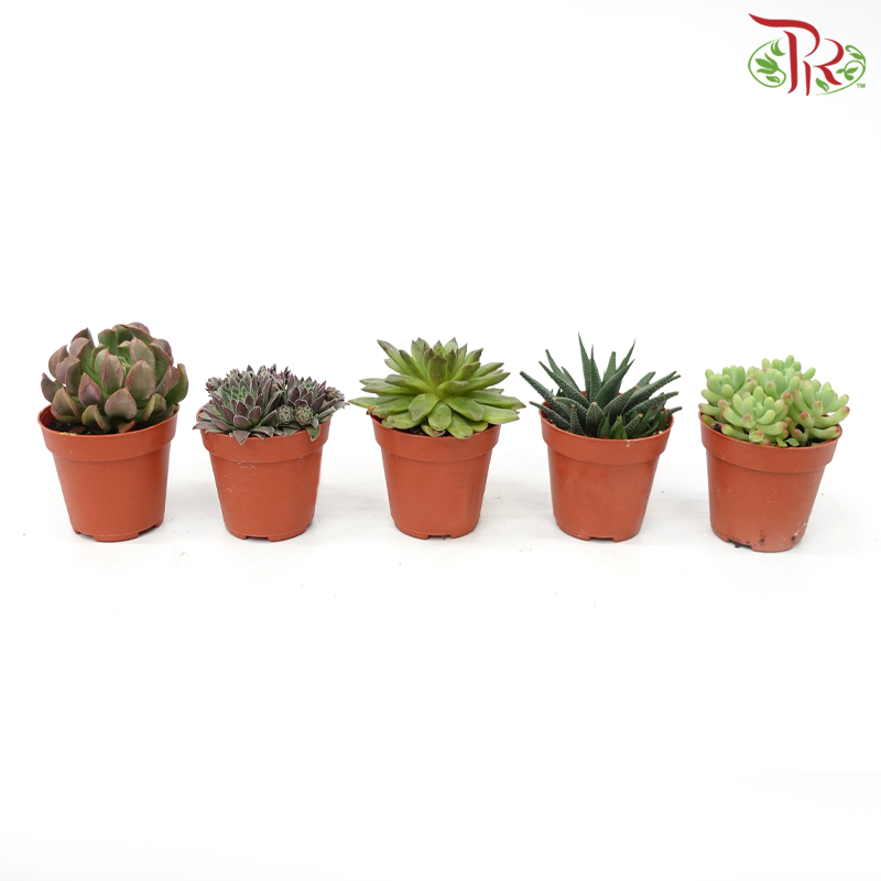 Succulent P85《多肉》 (Randomly Selected)