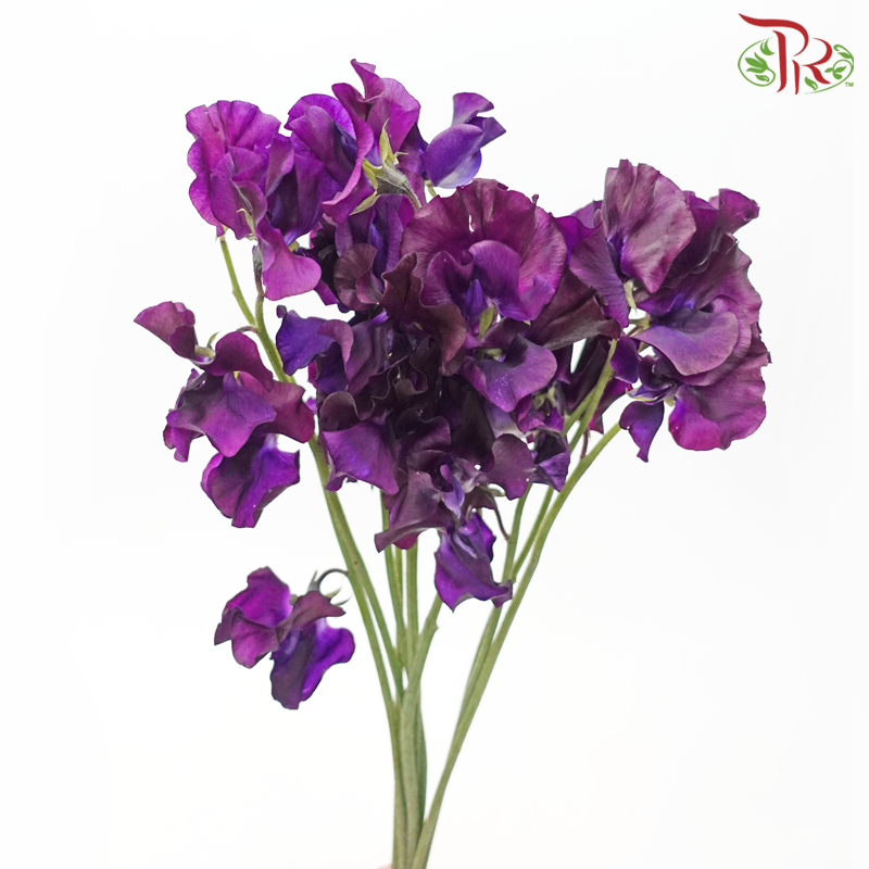 Sweet Pea - Purplish (5 Stems)-NEW Dark Purple-Japan-prflorist.com.my