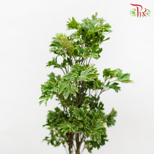 Tea leaf - Sharp-Malaysia-prflorist.com.my