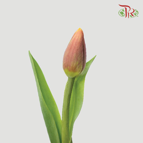 Tulip - Orange Juice (5 Stems / 10 Stems)-Netherland-prflorist.com.my