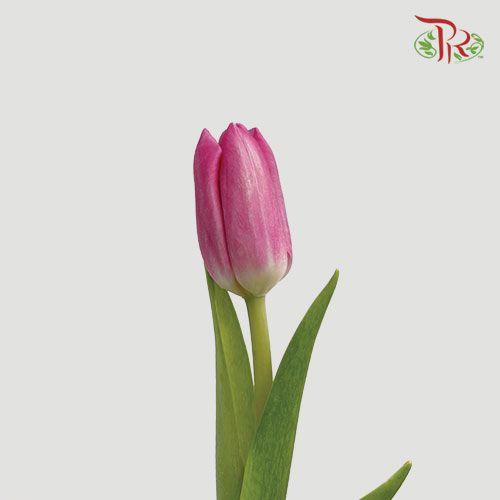 Tulip - Tresor (5 Stems / 10 Stems)-Netherland-prflorist.com.my