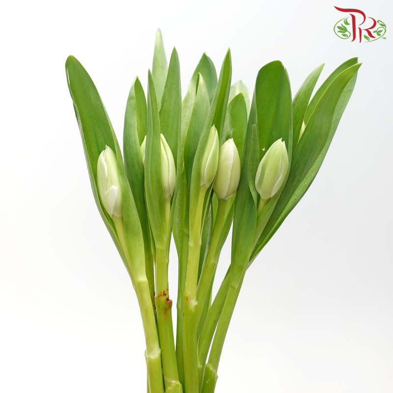 Tulip - White (5 Stems / 10 Stems)-China-prflorist.com.my