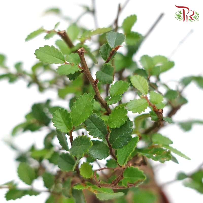 Ulmus Pumila 《骆驼榆》