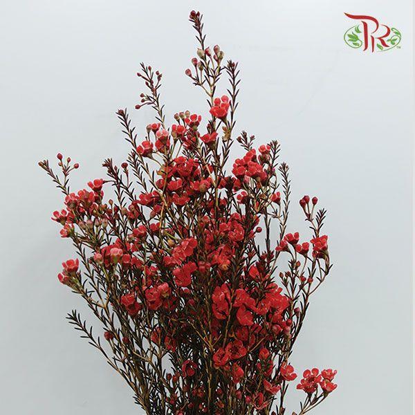 Wax Flower - Red (Per Bunch)-Red-China-prflorist.com.my