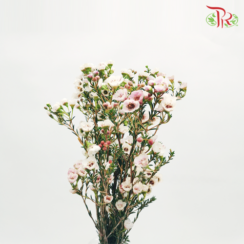 Wax Flower - White (Per Bunch)-White-China-prflorist.com.my