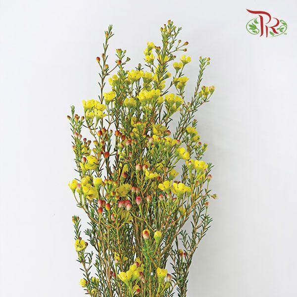 Wax Flower - Yellow (Per Bunch)-Yellow-China-prflorist.com.my