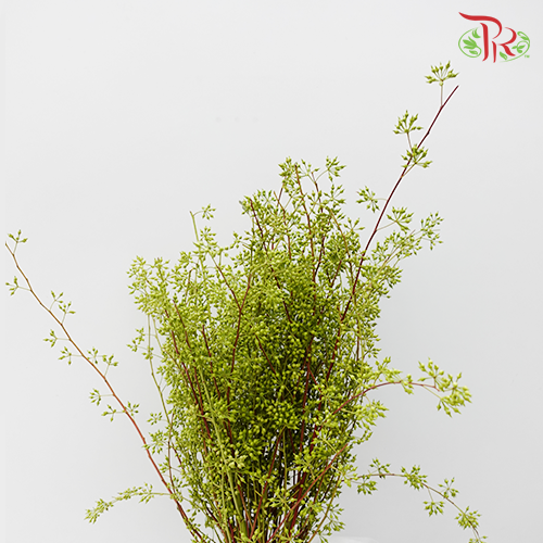 Wolly Ball - (Per Bunch)-Green-China-prflorist.com.my