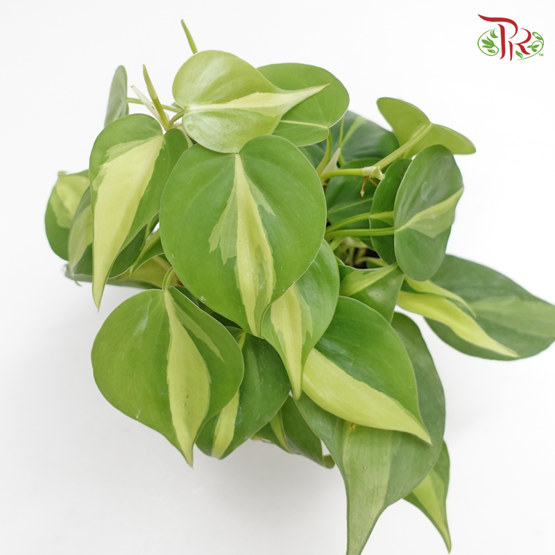 Philodendron Brasil《杏叶蔓绿绒》 - Pudu Ria Florist