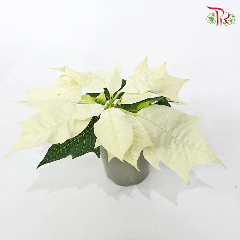 Euphorbia Pulcherrima《圣诞红》Alaska- 12CM - Pudu Ria Florist