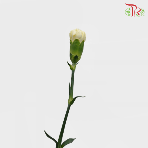 Carnation - White Liberty (19-20 Stems) - Pudu Ria Florist