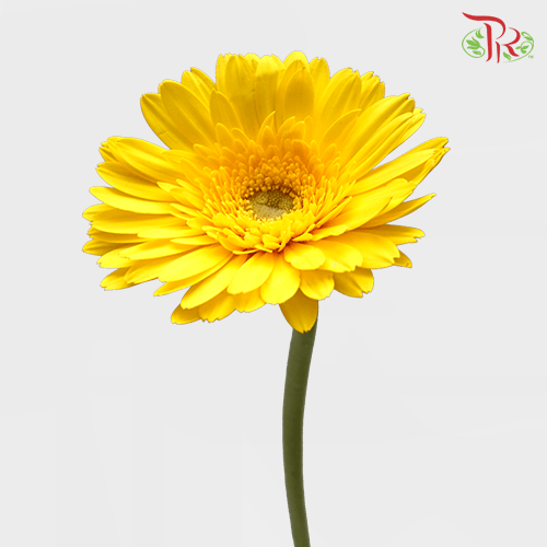 Gerbera - Yellow With Green Heart (9-10 Stems) - Pudu Ria Florist
