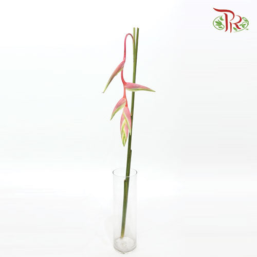 Pendula Pink - (Per Stem) - Pudu Ria Florist