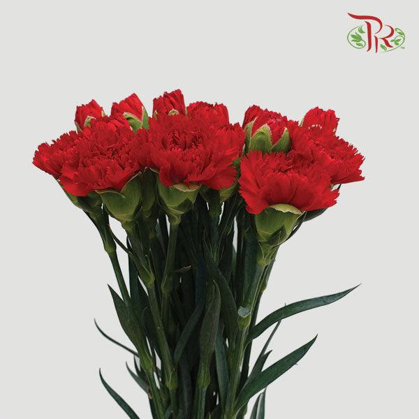 Carnation - Pelayo (20 Stems) - Pudu Ria Florist
