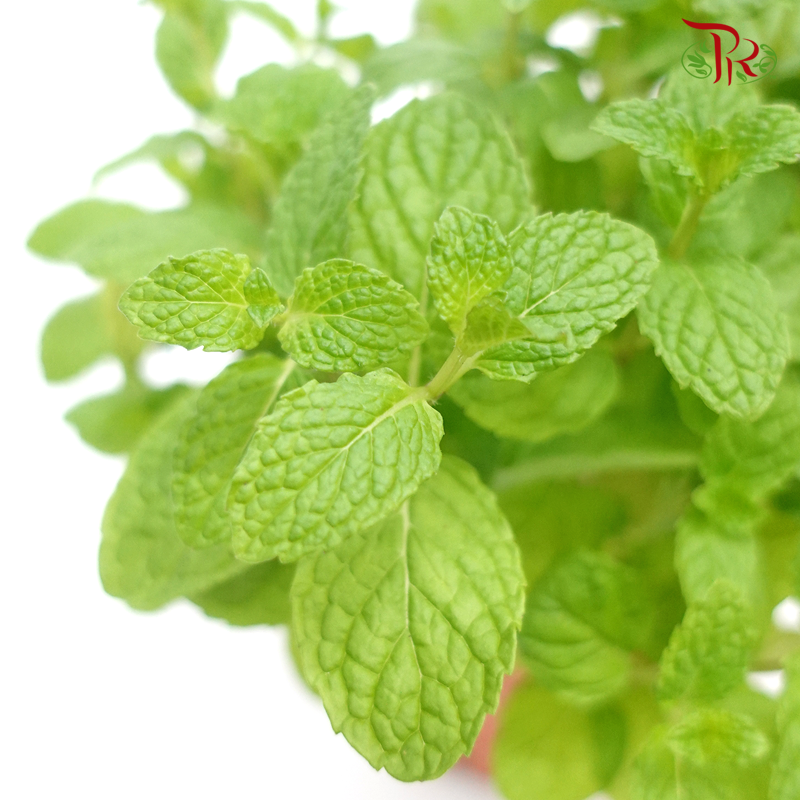 Pudina Mint 《薄荷》 - Pudu Ria Florist