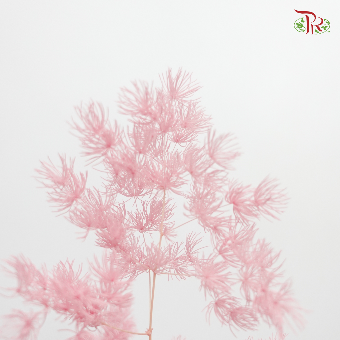 Preserved Asparagus Leaf - Pink (Per Bunch) - Pudu Ria Florist