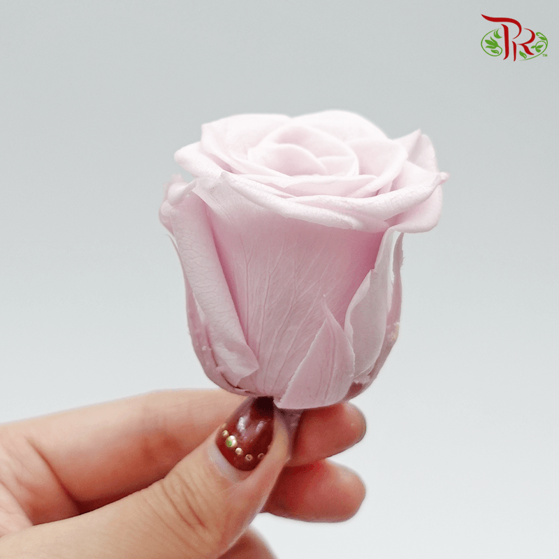 21 Bloom Rose - Extra Light Pink - Pudu Ria Florist