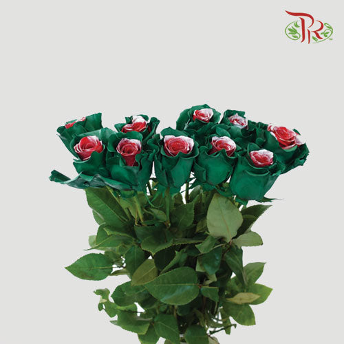 Ceres Rose - Christmas Soul (10 Stems) - Pudu Ria Florist