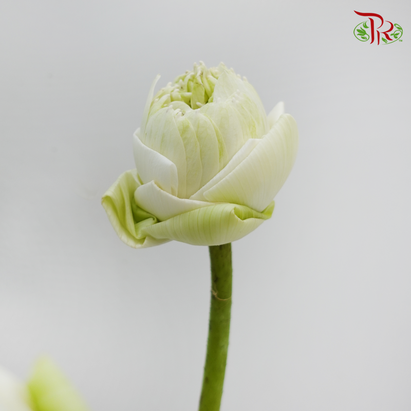 Lotus- White (5 Stems) - Pudu Ria Florist