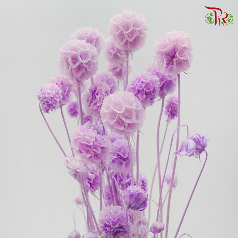 Preserved Scabiosa - Light Purple (Per Bunch) - Pudu Ria Florist