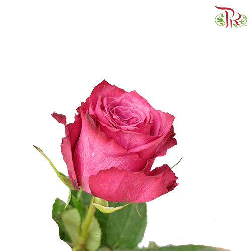 Rose meanings: What Does A Rose Symbolise?