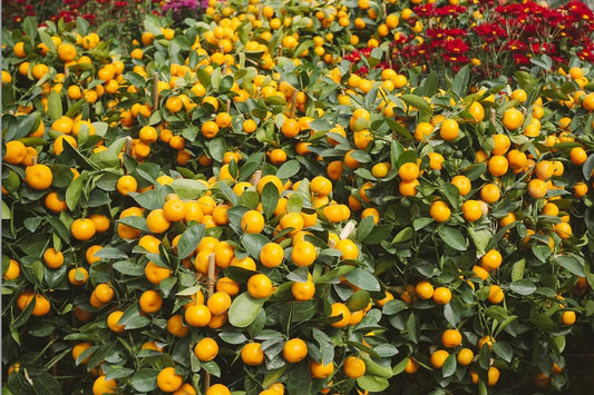 Why mandarin oranges are so popular during Chinese New Year? - Pudu Ria Florist