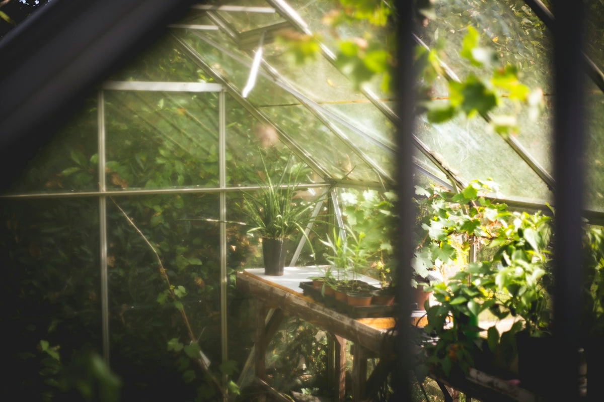 Potted plants on a wooden workbench inside a sunlit glass greenhouse