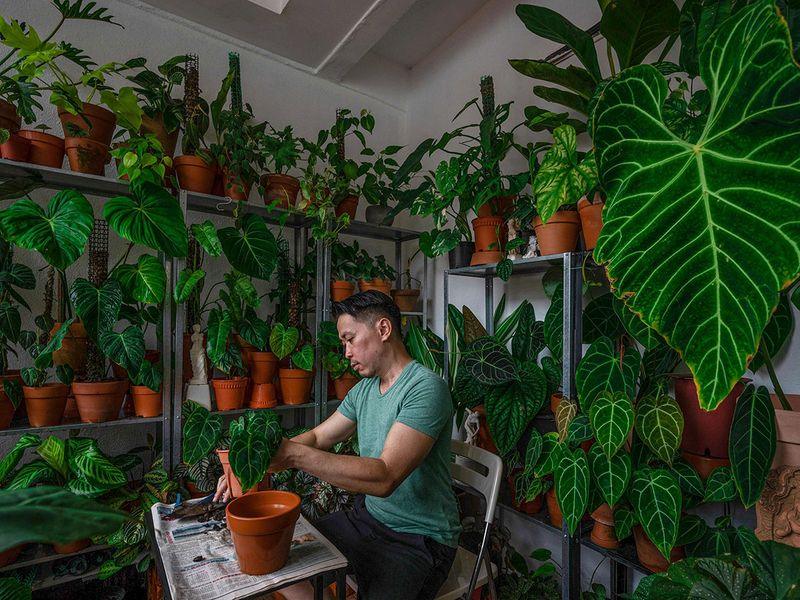 Bloom boom: Malaysians get passionate about pot plants - Pudu Ria Florist