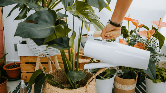 Do indoor plants purify air? - Pudu Ria Florist