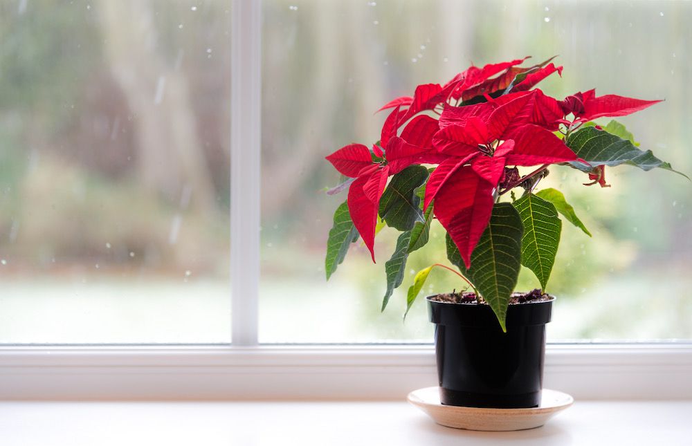 Debunking Myths About Poinsettias: The Christmas Flower