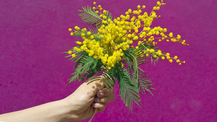 The Story Behind the Traditional International Women's Day Flowers