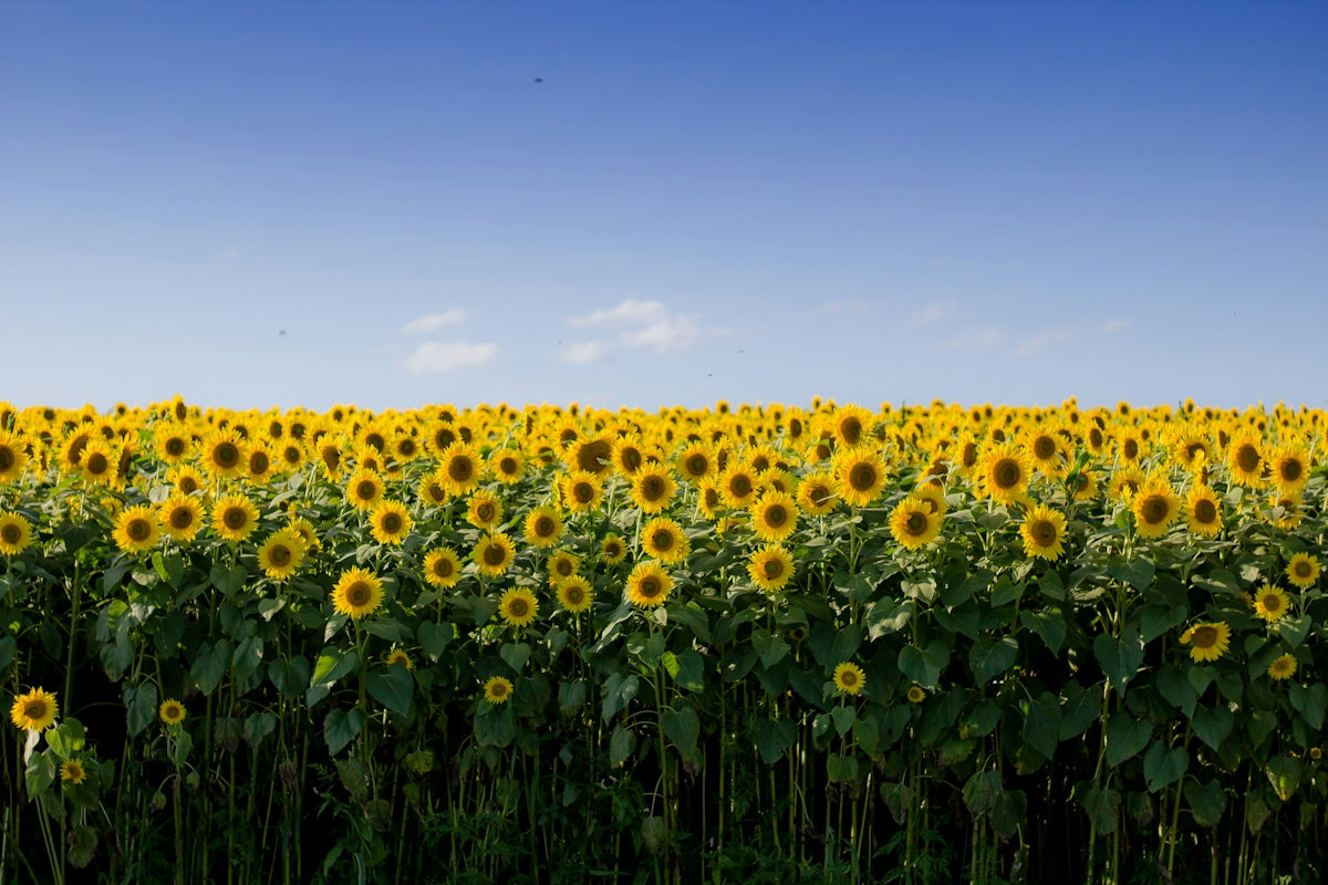 yellow sunflower field under blue sky