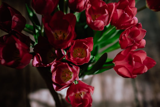 red flowers in tilt shift lens