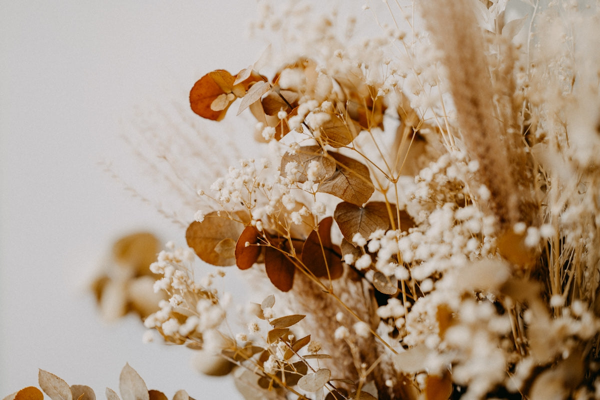 Sansevieria Superba P90 An Essential for Flower Arrangements and Plant Subscriptions Featuring Fresh and Preserved Flowers