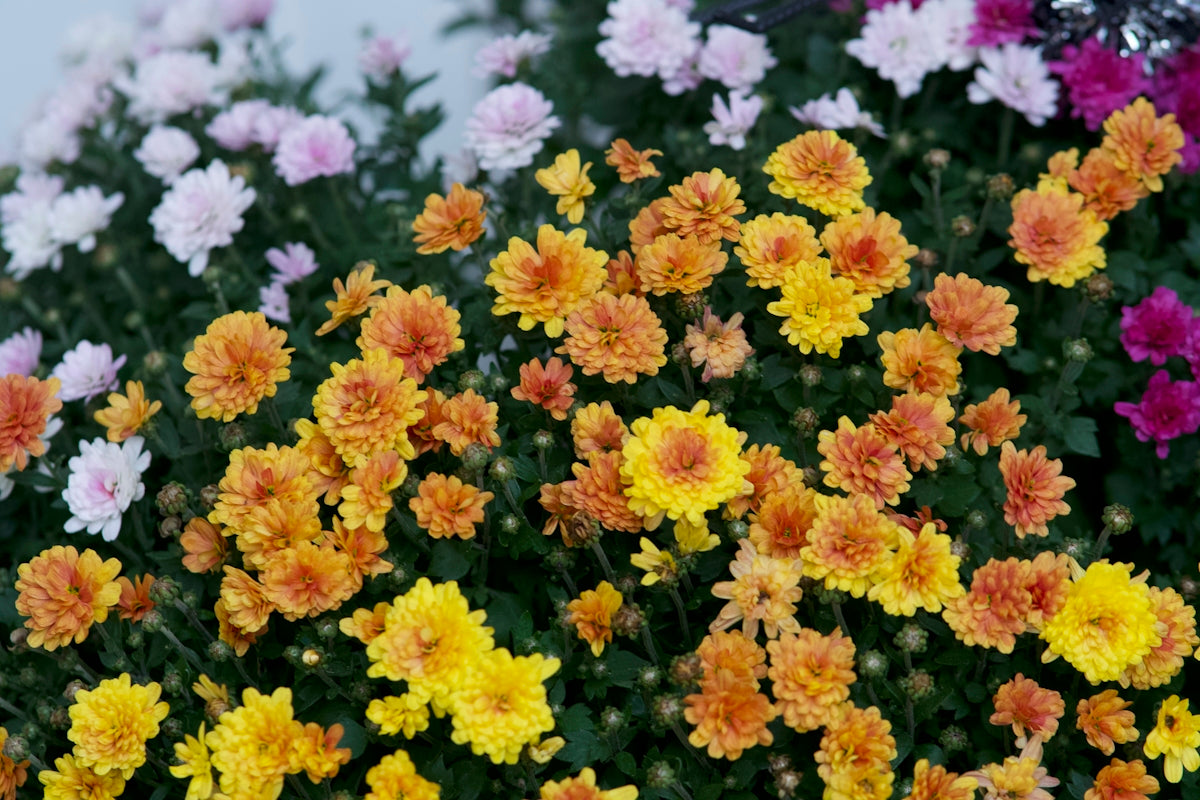 a bunch of flowers that are next to each other