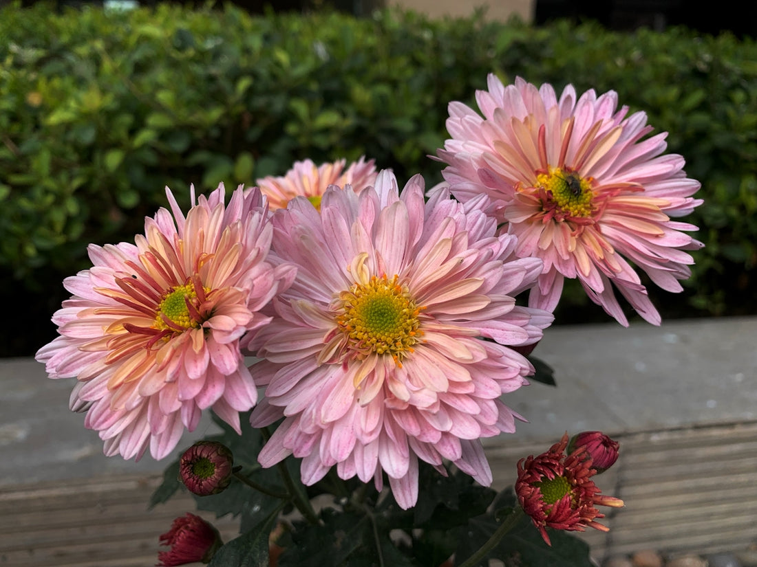 a bunch of pink flowers sitting on top of a planter